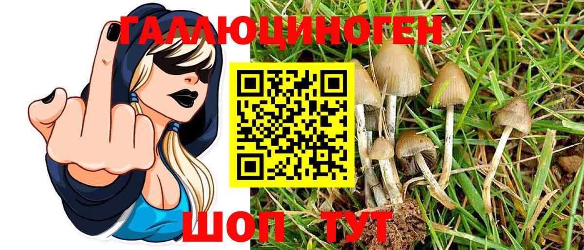 Галлюциногенные грибы Psilocybe Острогожск
